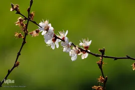 طبیعت بهاری صایین قلعه و داسداران