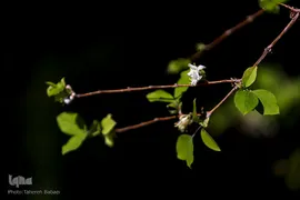 شکوفه های بهاری