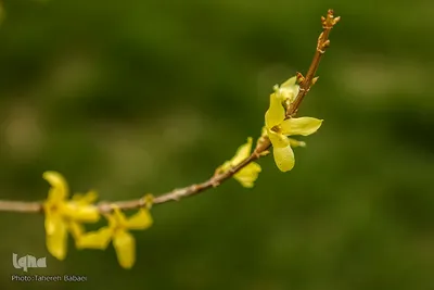 شکوفه های بهاری