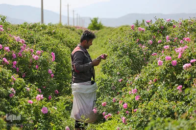 برداشت گل محمدی و گلابگیری سنتی در میمند فارس
