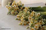 فیلم | گل نرگس در فراز و فرود اقلیمی