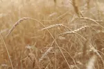 آیین شکرگزاری برداشت گندم در مراغه