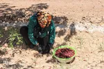 برداشت عناب در خراسان‌جنوبی