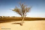 محیط زیست غیزانیه در معرض خطرات آلودگی های شرکت های نفتی قرار دارد