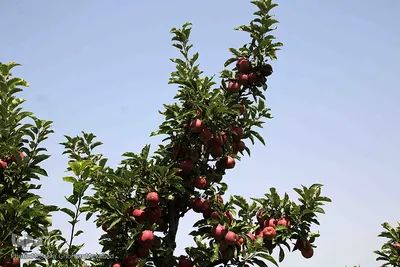 برداشت سیب از باغات میوه شهرستان اهر
