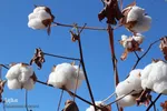 جلوه‌گری طلای سفید در خراسان‌‌جنوبی