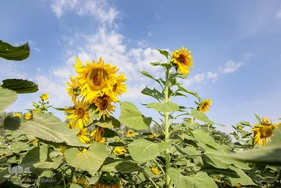 مزرعه گل های آفتابگردان