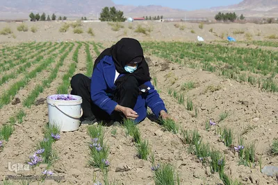 دسترنج طلایی کشاورزان - بیرجند