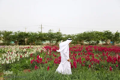 برداشت گل در حمیدیه