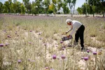 برداشت گیاه دارویی خارپنیری در استهبان فارس