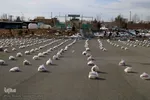 توزیع 1000 بسته معیشتی در اهر