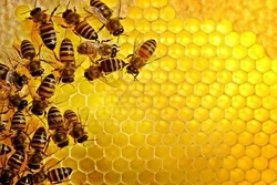 Importance of Studying Animals, Insects Highlighted in Quran  