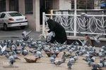 چهارراه کبوترها‎‎