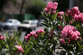 اولین روز تابستان۱۴۰۰ در پایتخت