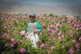 برداشت گل محمدی در زنجان