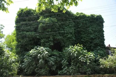 তুরস্কের অনন্য 'কুপারু কুয়ী' মসজিদ