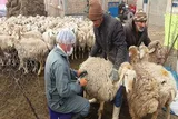 جهاد برای خدمت به عشایر محروم