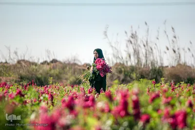 بهار در حمیدیه
