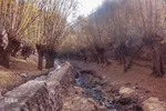 قاب طلایی پاییز در شهمیرزاد