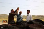 بازار گرمی گوشت قربانی در عید قربان – شهرستان اهر