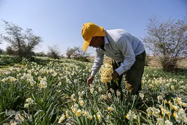 ۱۵ اردیبهشت؛ روز شیراز