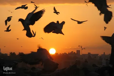 قبرستان بقیع مدفن امام حسن (ع)