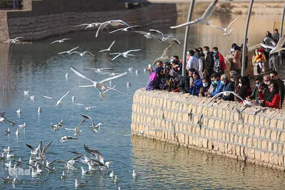 پرندگان مهاجر میزبان رودخانه خشک - شیراز