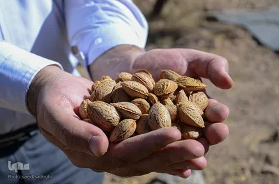 برداشت پسته و بادام از باغات شهرستان مرند‎‎
