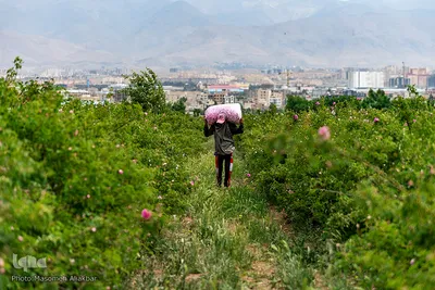 برداشت گل محمدی در گلستان‌های البرز