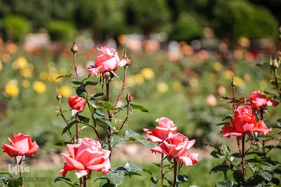 باغ ارم شیراز؛ رویایی از بهشت