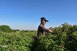 برداشت گل‌محمدی در آذربایجان شرقی