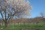 طبیعت بهاری روستاهای شهرستان اهر
