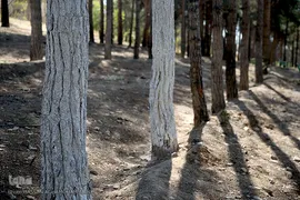 پارک جنگلی چیتگر