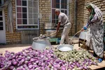 برداشت گیاه دارویی خارپنیری در استهبان فارس