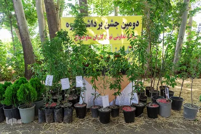 جشن شکرانه برداشت میوه البرز