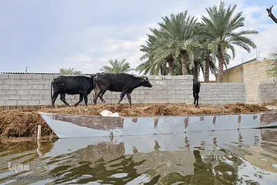 اینجا ونیز ایران؛ زیبا ولی محروم