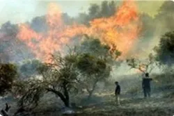 Pemukim Israel Hancurkan Panen Zaitun Petani Palestina