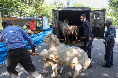 ذبح بهداشتی قربانی در شیرخوارگاه آمنه
