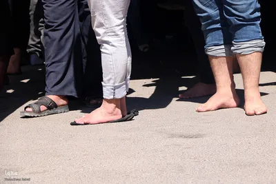 مراسم نخل‌برداری به مناسبت شهادت امام رضا(ع) در یزد‎