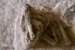 مراغه بهشت پستانداران ماقبل تاریخ‎‎