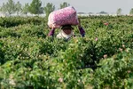 برداشت گل محمدی در ساوجبلاغ