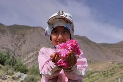 نخستین رویداد گلاب‌گیری سنتی در بوستان کوهستانی دراک شیراز