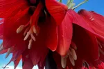 لاله‌های واژگون؛ روایت بهار در گلستان‌کوه خوانسار