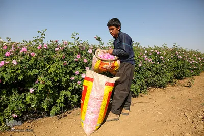 برداشت گل محمدی و گلابگیری سنتی در میمند فارس