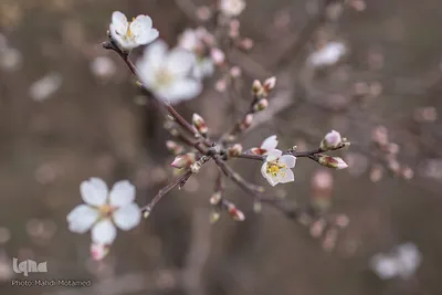 شکوفه‌های بهاری در باغستان سنتی قزوین