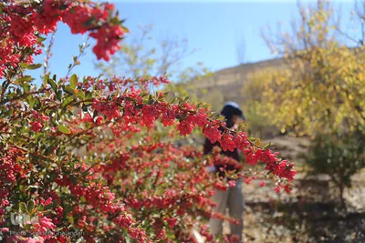 برداشت زرشک در خراسان‌جنوبی