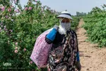 برداشت گل محمدی در ساوجبلاغ
