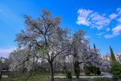 رویش شکوفه‌های زمستانی در شیراز