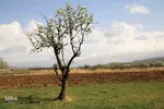 شکوفه های پیرترین درختان اهر
