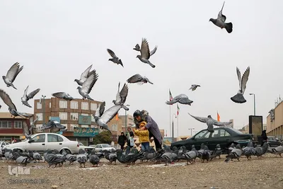 چهارراه کبوترها‎‎